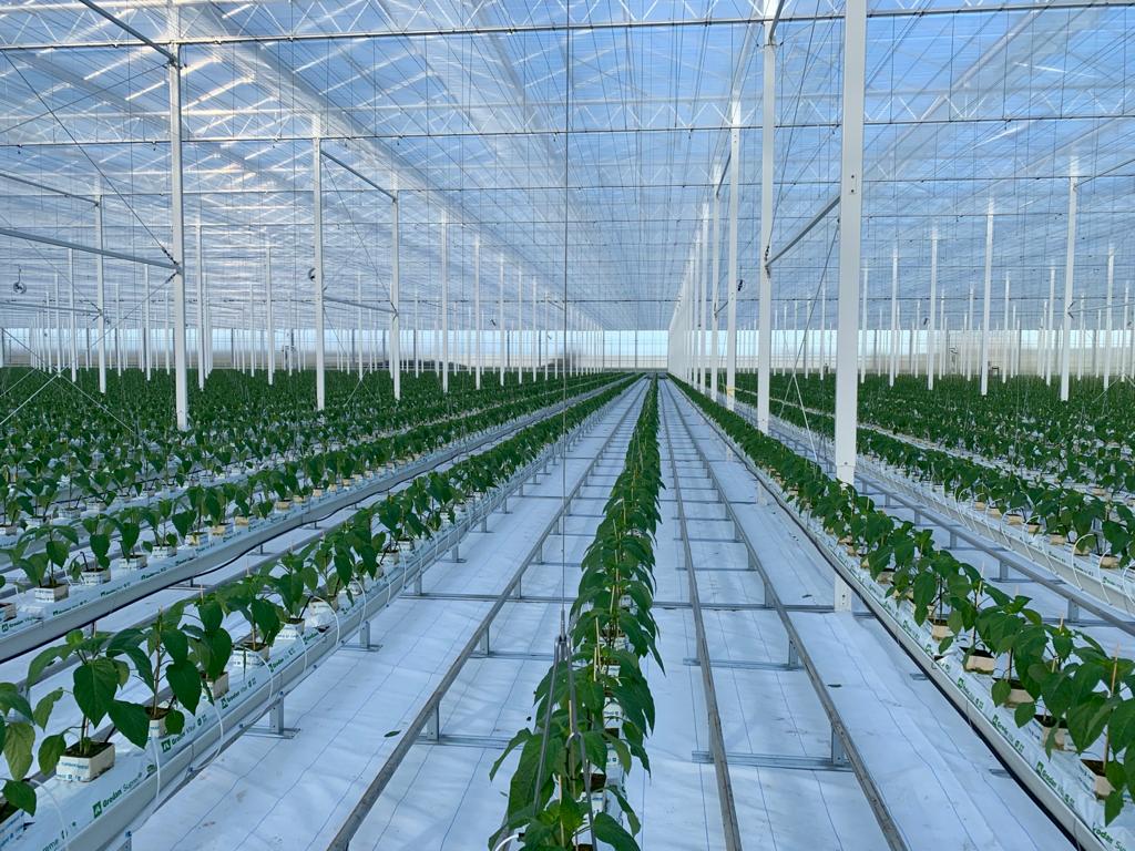 cs - 2021-de-tuinderhoek.jpeg