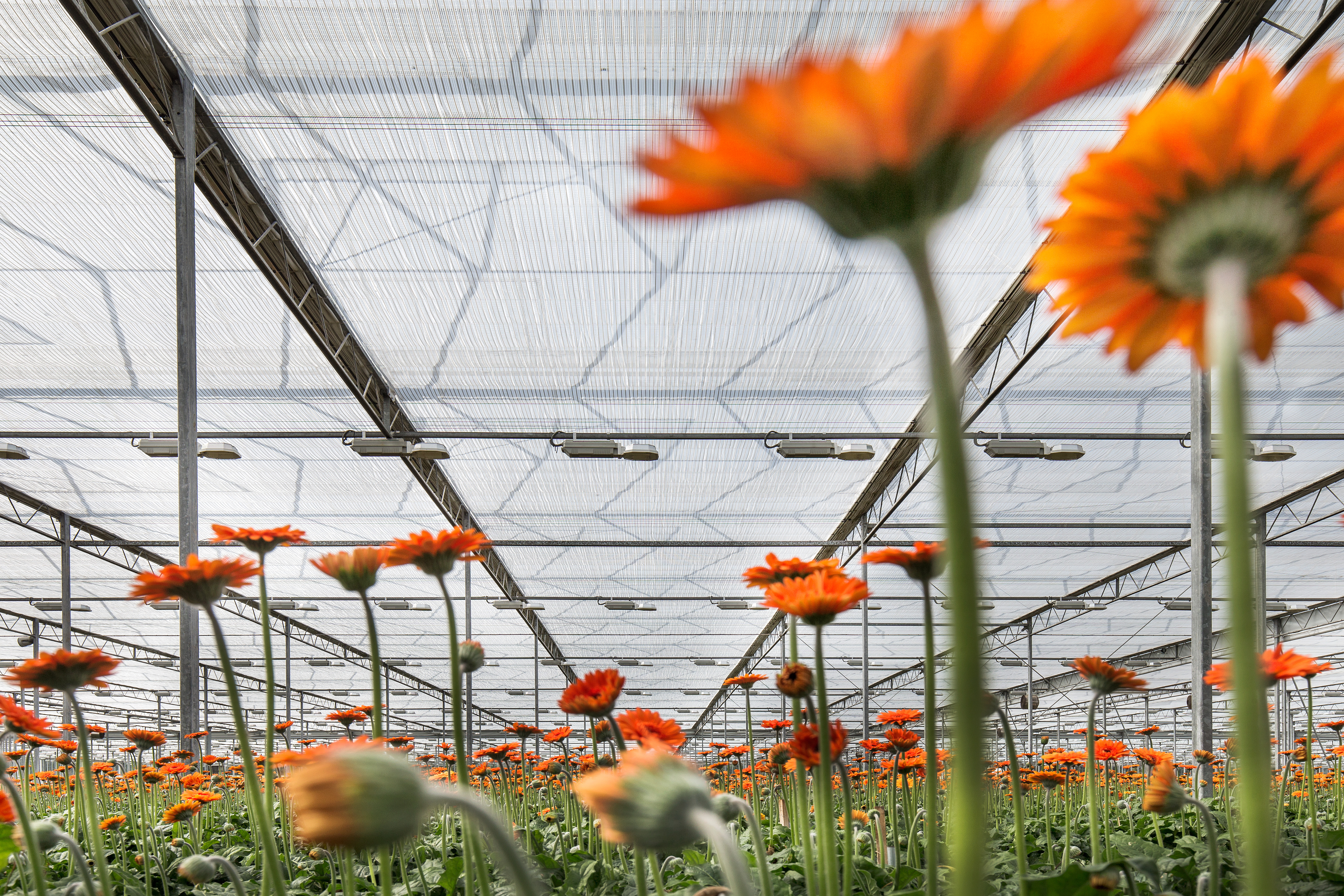 CS - Harmony OE - Gerberas - Hot Climate