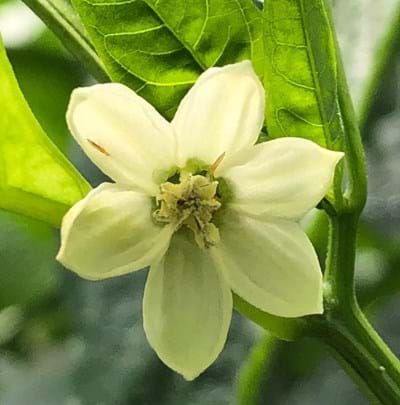 Trips en flor de pimiento (Capsicum)