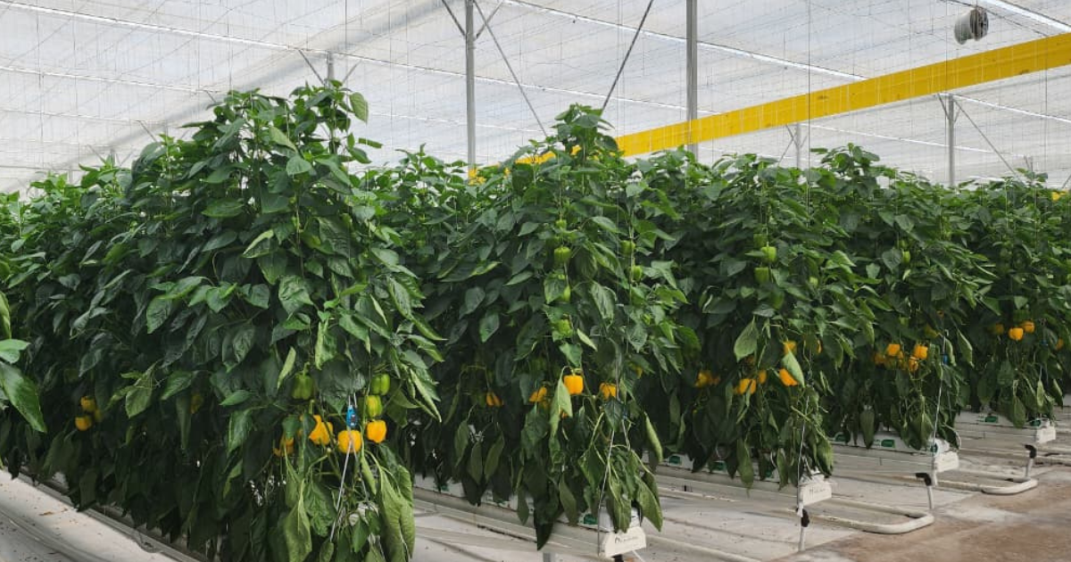 CS_Cimarron_Greenhouse_Peppers_Harmony.png