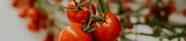 cs - cluster tomatoes Hortalizas La Gracia.png