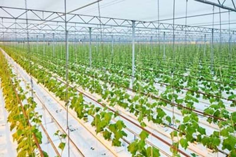 Cucumber cultivation under the Luxous 1547 D FR