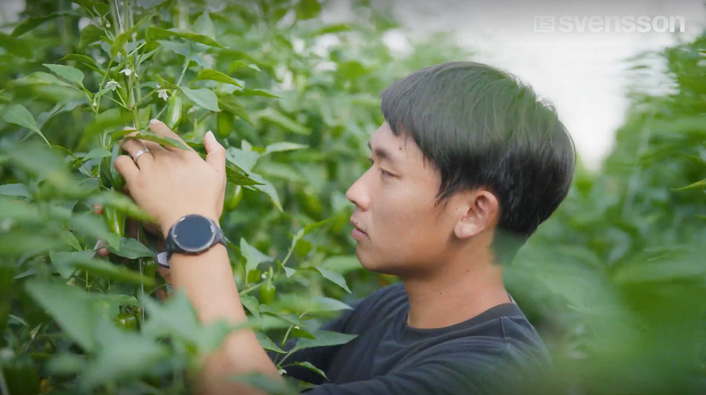 Owner grower, 28-year-old Han Mingjun inspects flowers during the trial