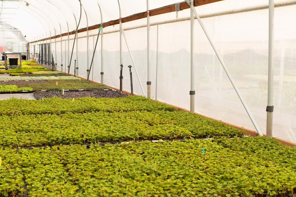 Little Prince utilizes an exterior Harmony shade during the summer months to reduce temperatures in the Hellebores propagation house.