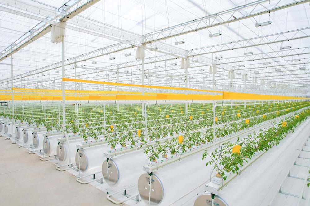 Haoyu’s Greenhouse #3: built in just 120 days by their own team, setting a new standard for modern greenhouse construction.