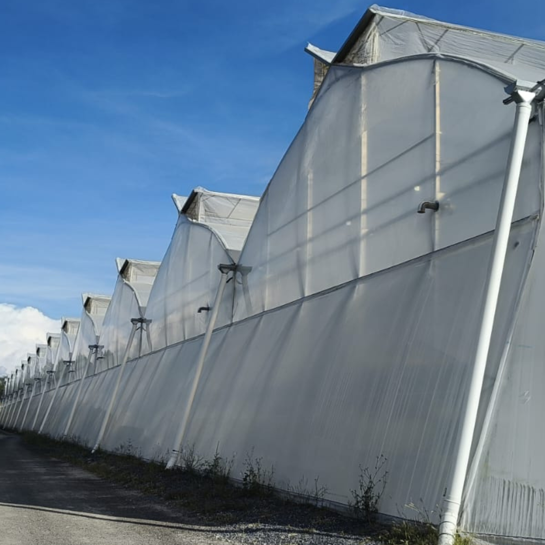 JD Agro, Aguascalientes, México