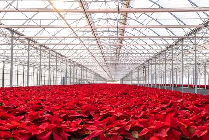 Los Crespos nursery in Adra, Almería, is a family-run business that produces pepper plants and poinsettias for the Christmas season