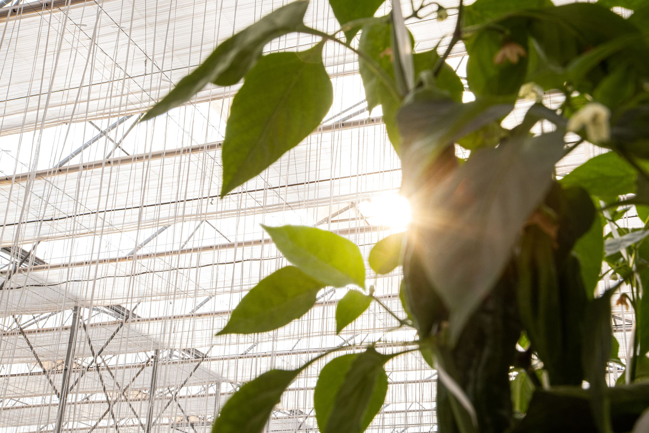 cs - light magic - juan-miguel-romera_2.jpg