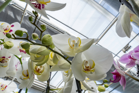 CS - Satter Orchids - Obscura 9970 - Netherlands - Orchids.png