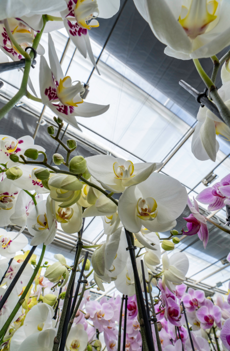 CS - Satter Orchids - Obscura 9970 - Netherlands - Orchids.png