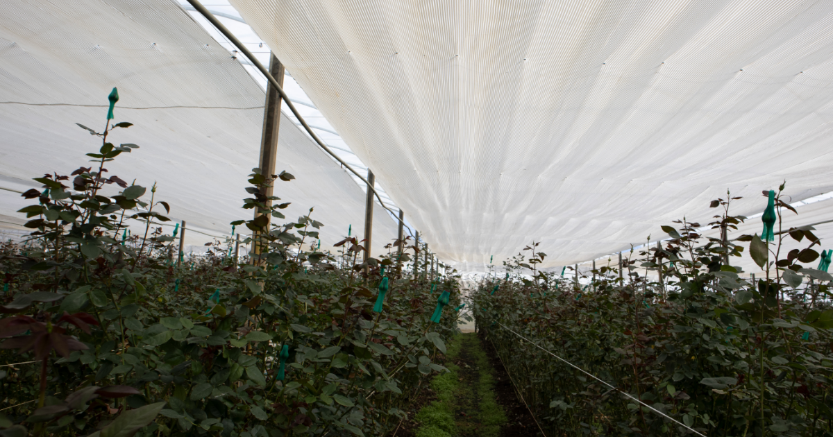 CT_Greenhouse_Roses_Brazil_Light.png