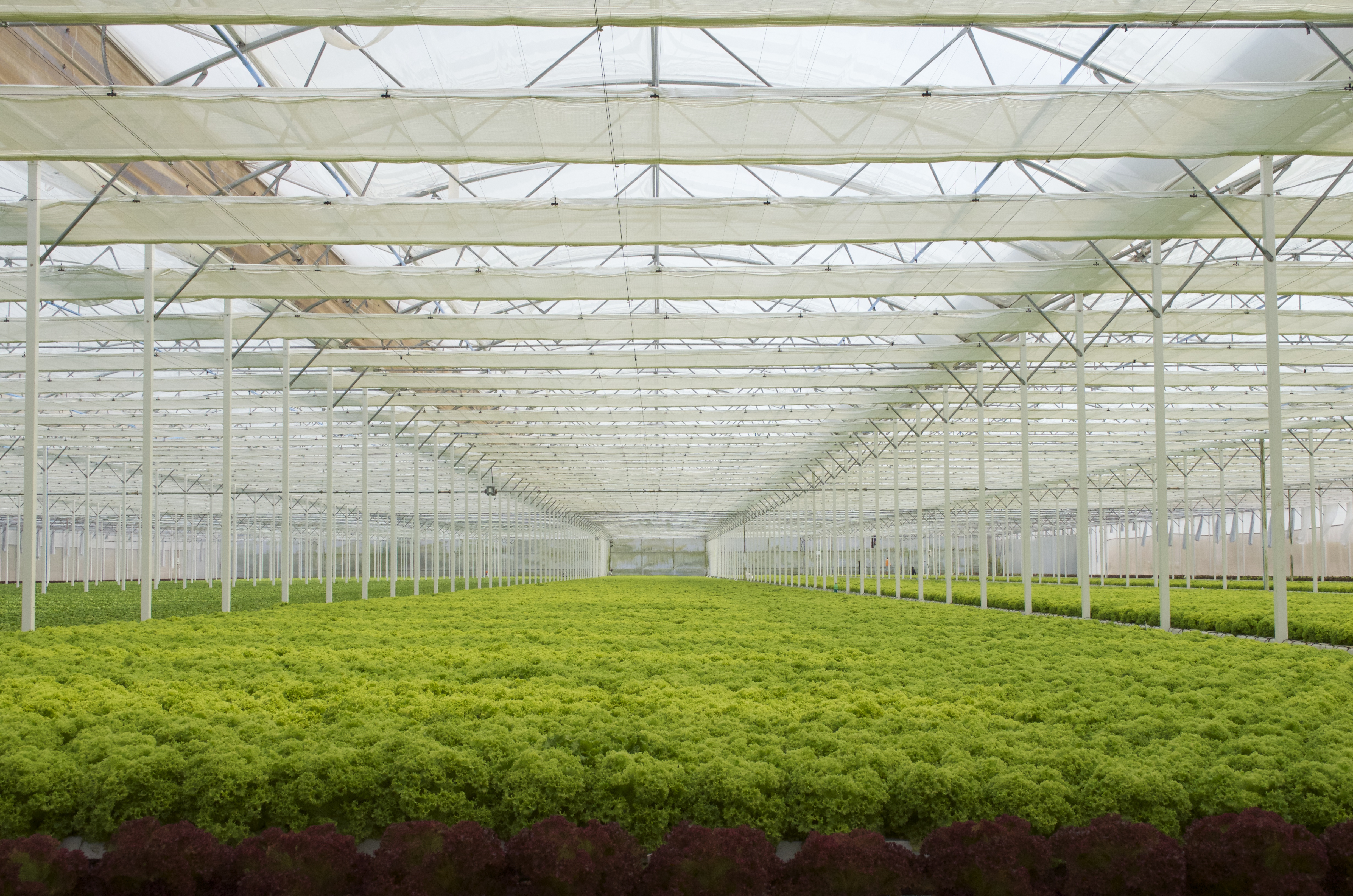 cs - la cruz - greenhouse greens kale.jpg (1)