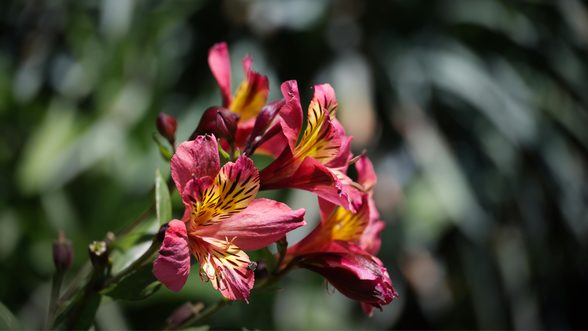CS - Konst - Alstroemeria - Germany - 2020.png