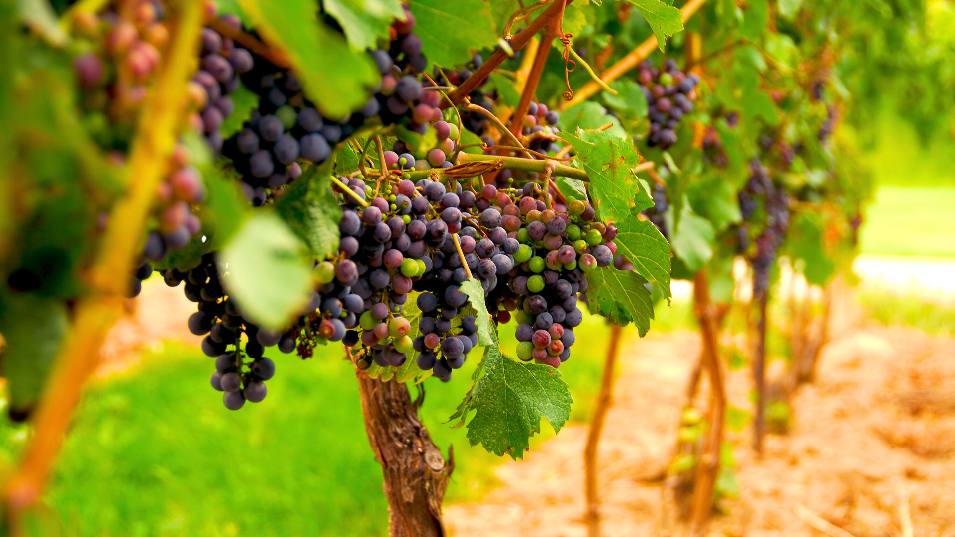 CS - Sunridge Nurseries - Wine Vines - California.png