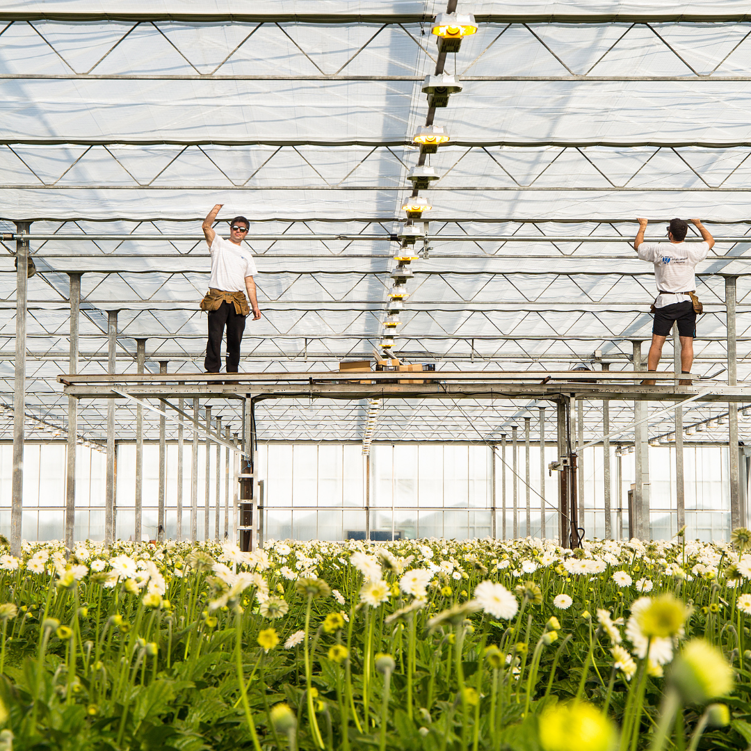 CS - Installation - Greenhouse - Flowers.png