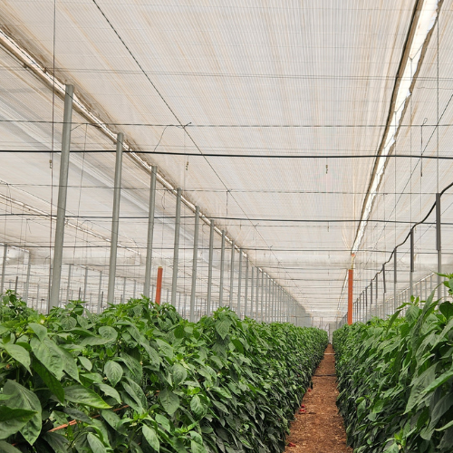 cs - Enrique Pena - pepper 2.jpg (1)