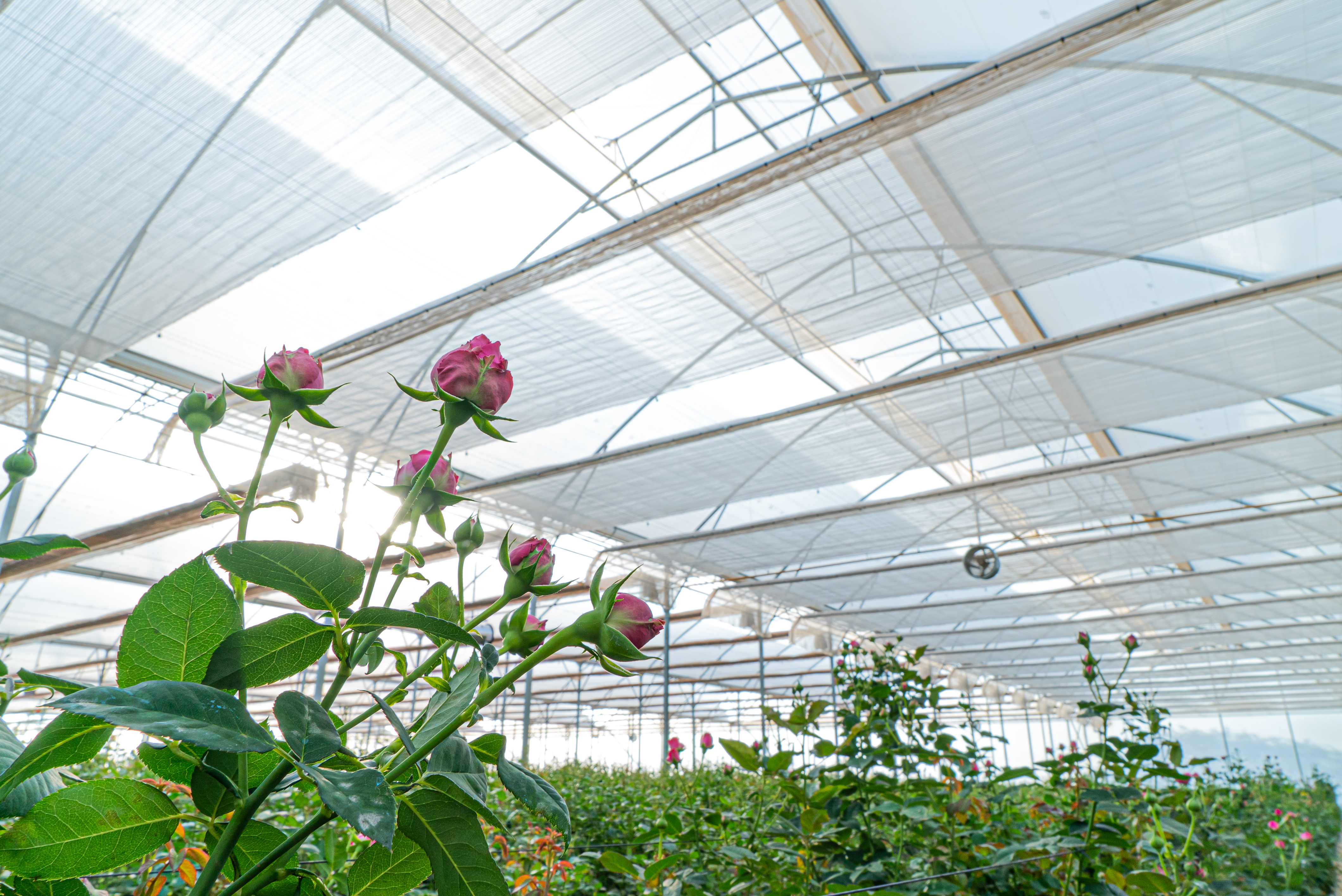 SVENSSON OLEOFLOR CATRINA-13.jpg