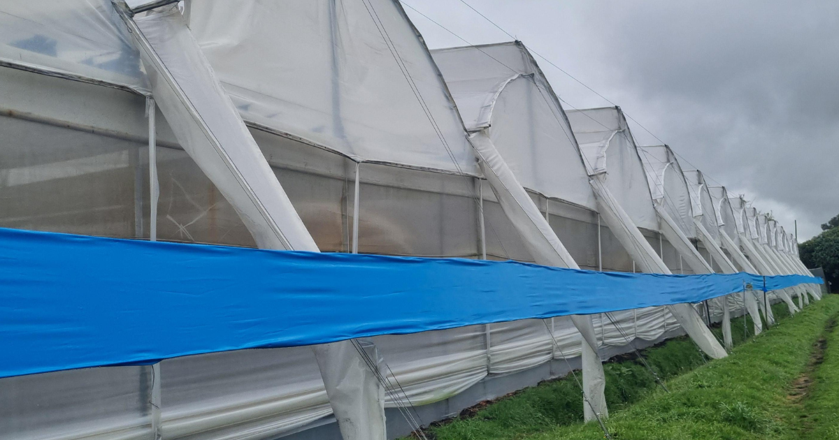 CS_Finca Santa Barbara_Colombia_Alstroemerias.png