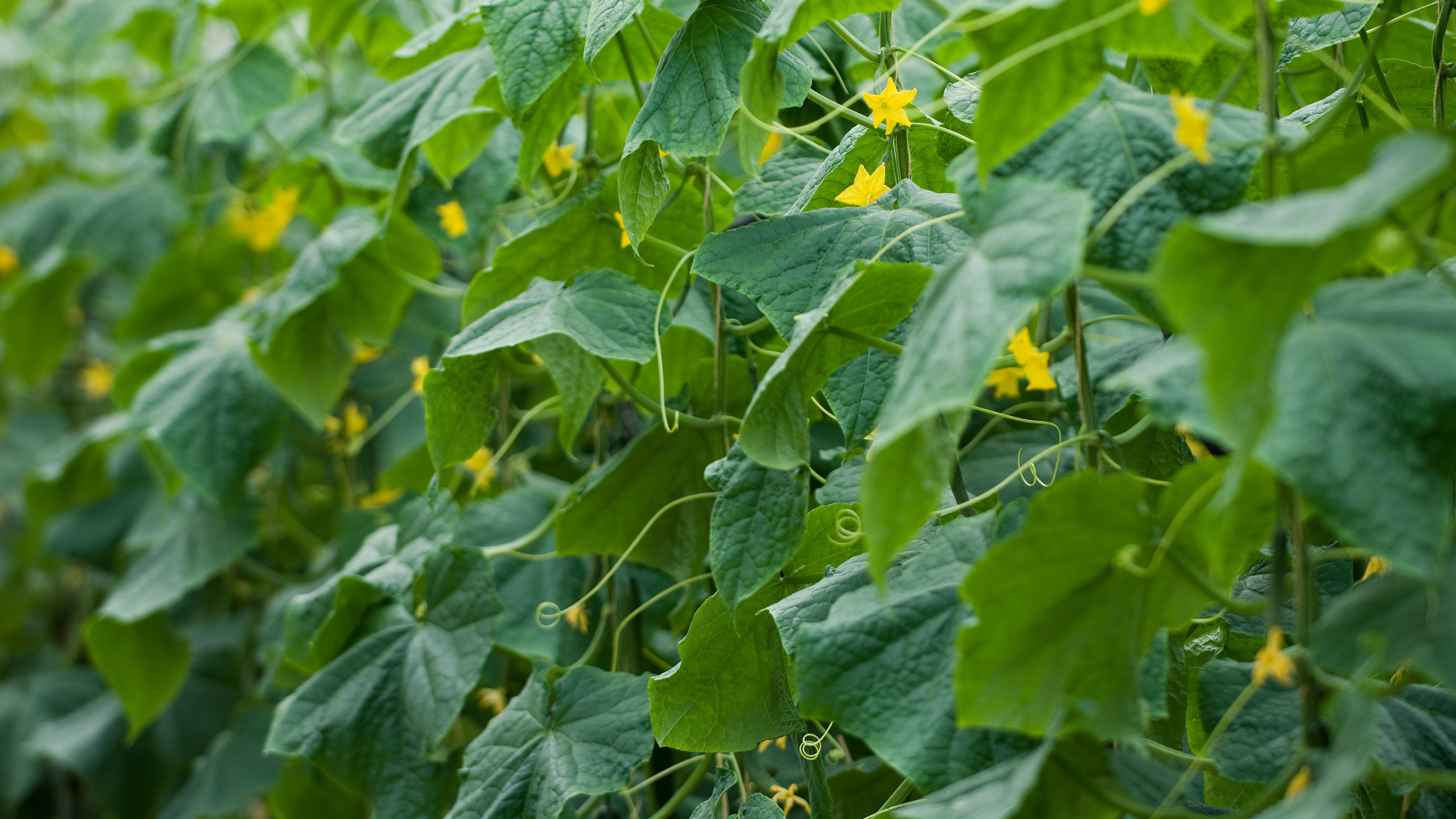 CS - Crop pages - Cucumber bush.png