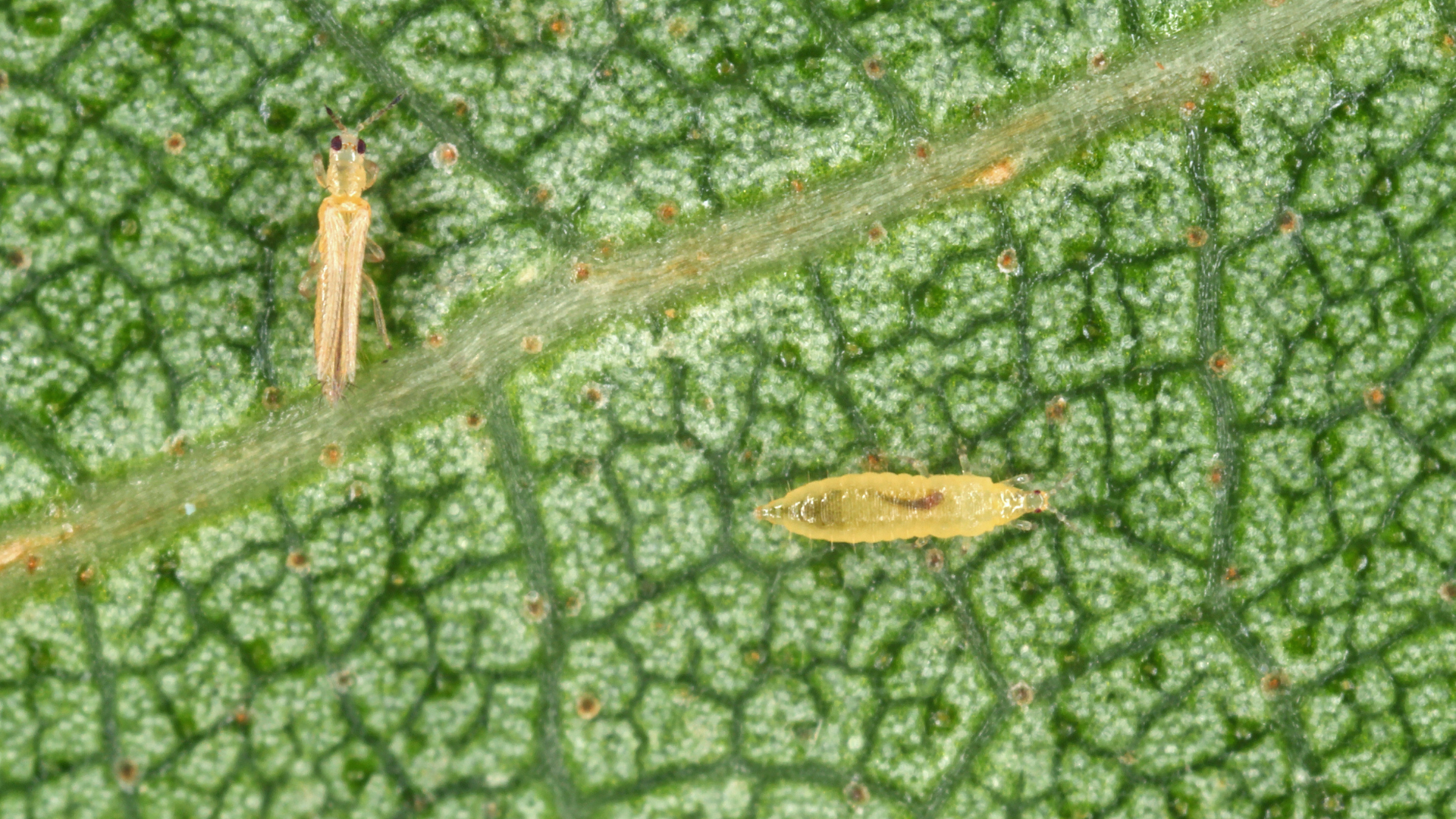 CS - Challenges Pages - Pest Control - Thrips - Insects on Leaves.png