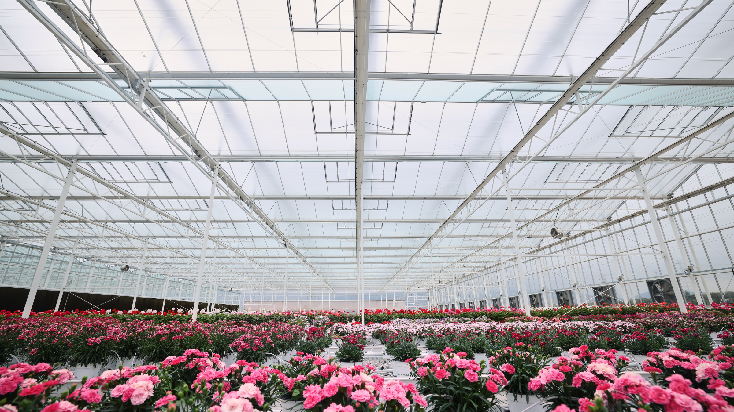 CS - Highlights - Tangchao - China - PARPerfect - Double Screens - Flowers.png