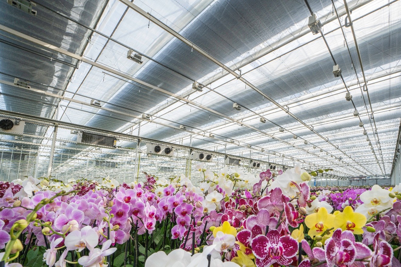 CS - Orchid article - Ying Ying - 2026 - Highlights - PARperfect.jpg