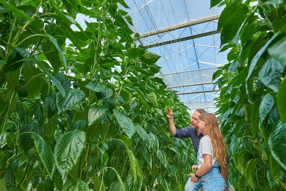 CS2026 Luxous NL.jpg