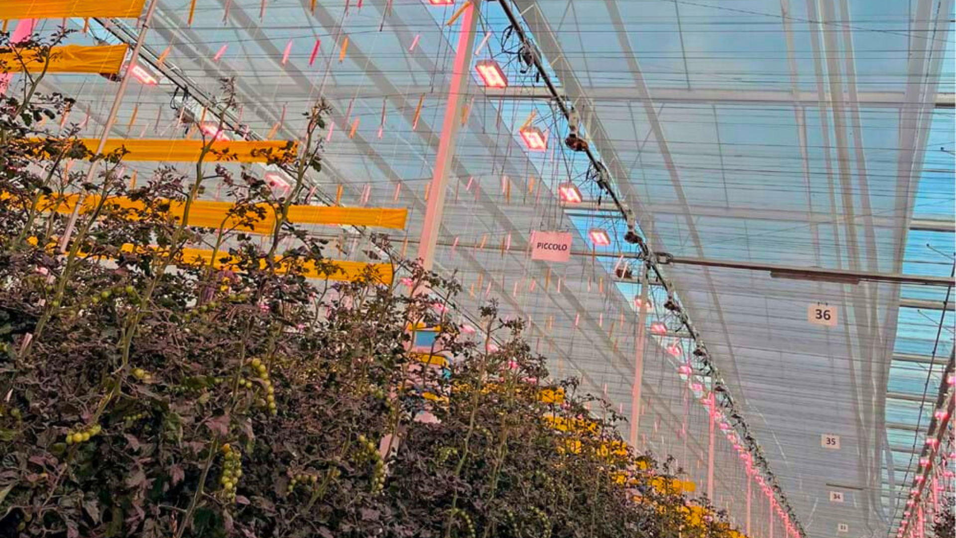 CS - LEDs - Netherlands - 2023 - Son T to LED - HPs to LED.png