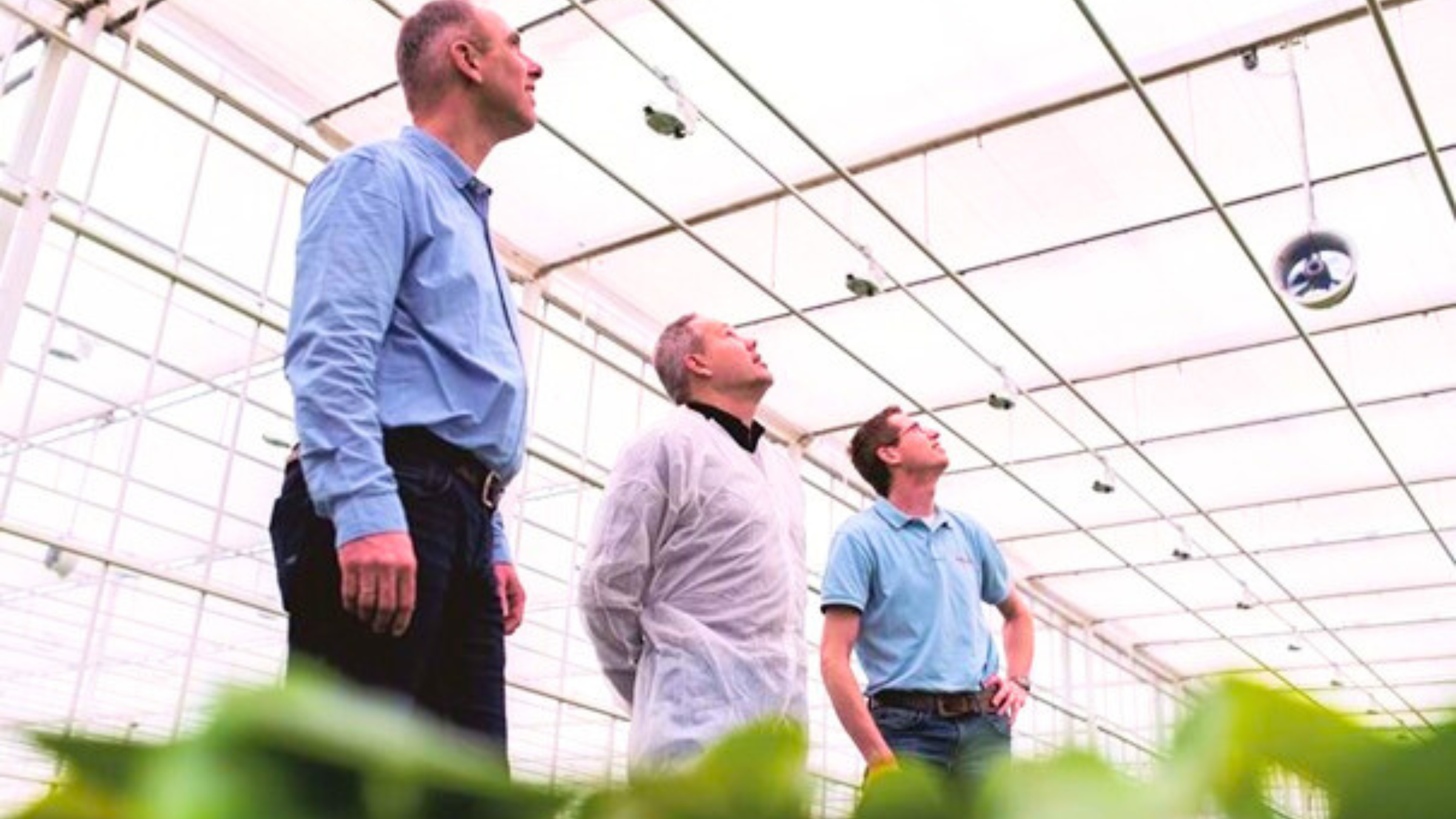 CS - Highlights - Anthura - Double Screening - Netherlands - Flowers - Anthurium - Bart Bakker - Growers.png