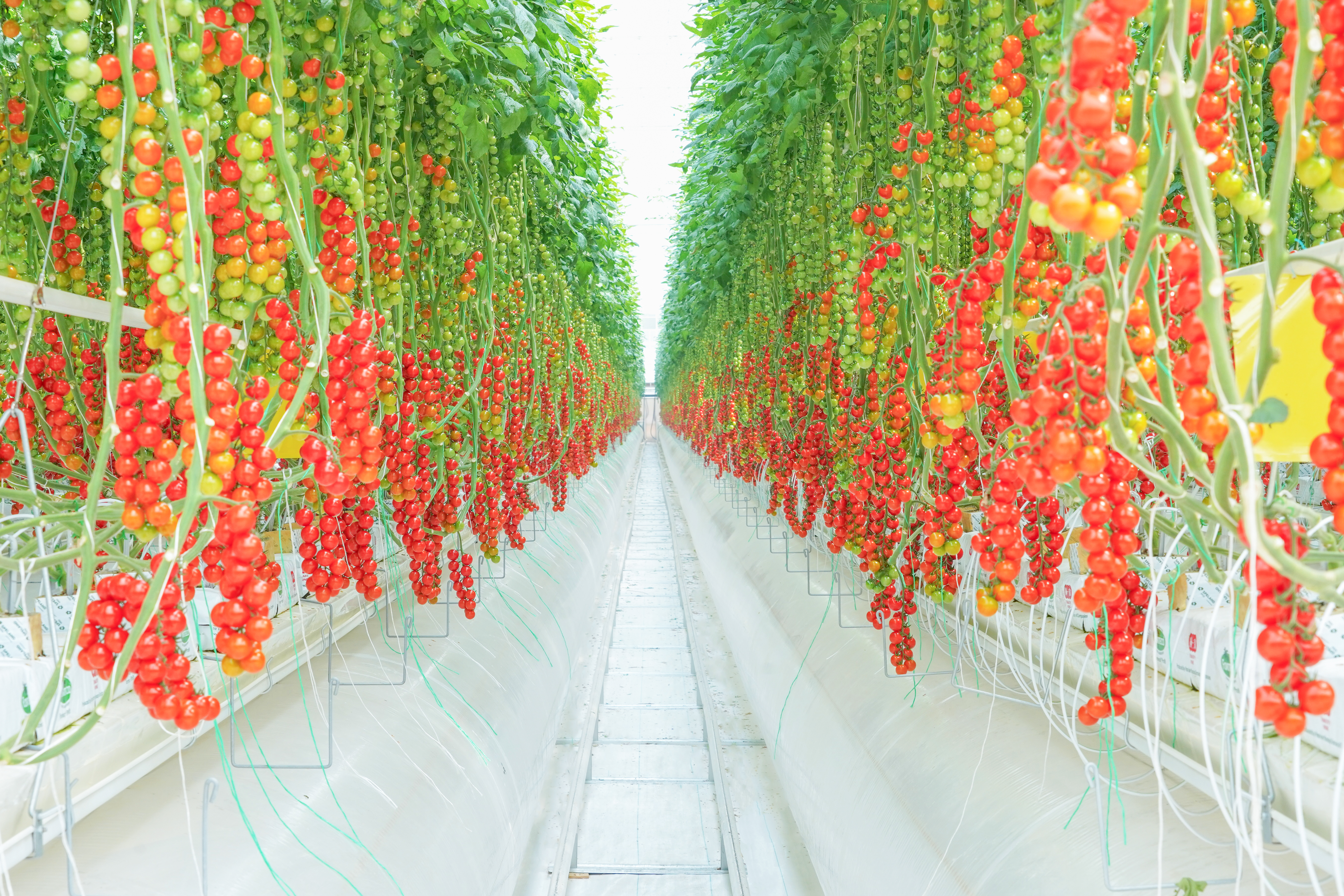 CS - Crop Pages - Tomato - Colorful Tomatoes - Haoyu - China.png