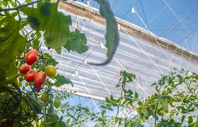 cs - naturesweet-mexico-2018-new.jpeg