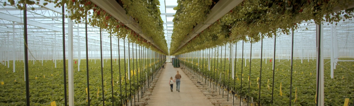 CS - Royal Berry Strawberry 1.png