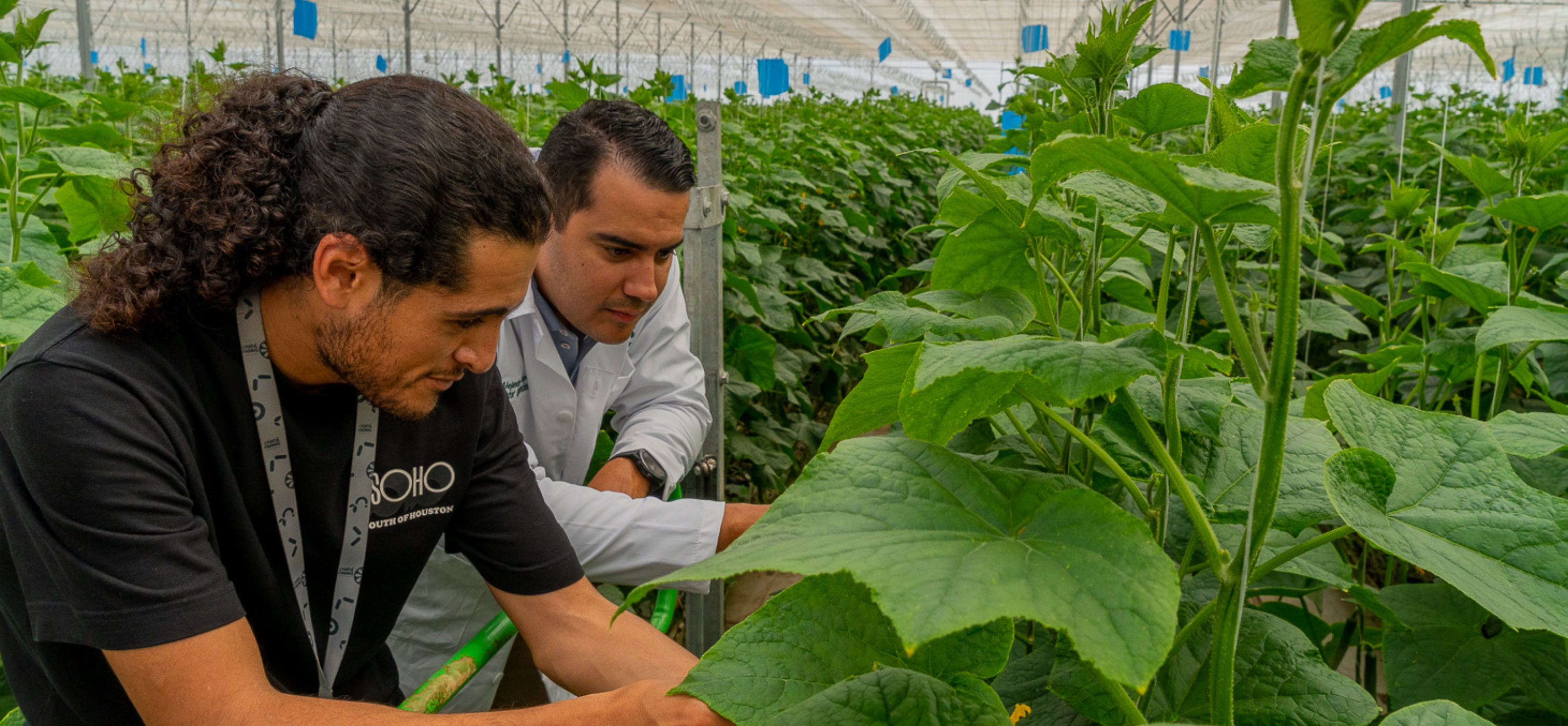 CS - Know How Banner - Alan Falomir - Cucumber - Chada Farms - Mexico.png