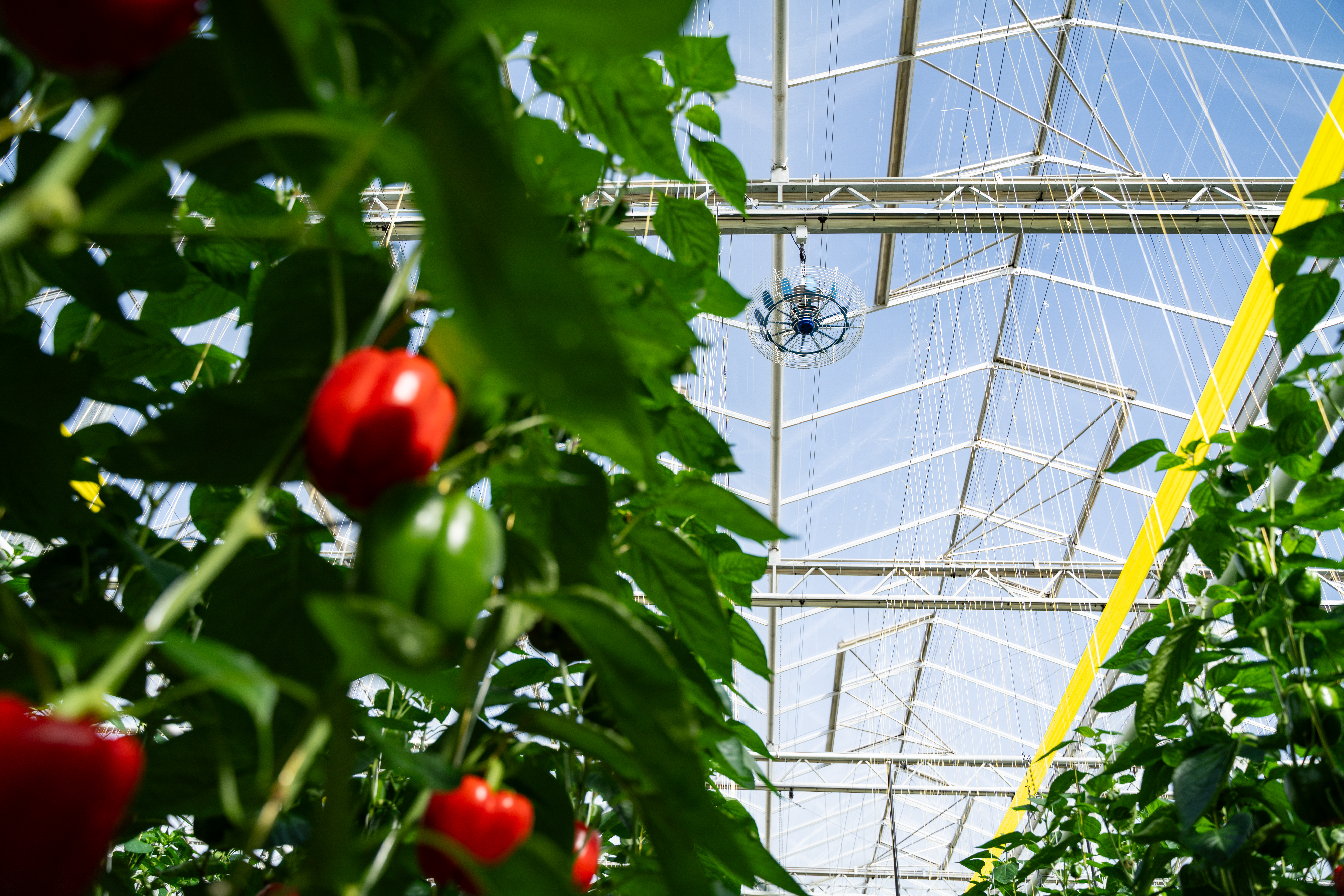 CS - Twin Creeks - Peppers - Canada - ClimaFlow