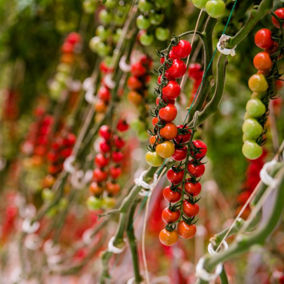 CS - Crop pages - Cherry tomatoes - Colorful tomatoes - Tomatoes on the vine.png