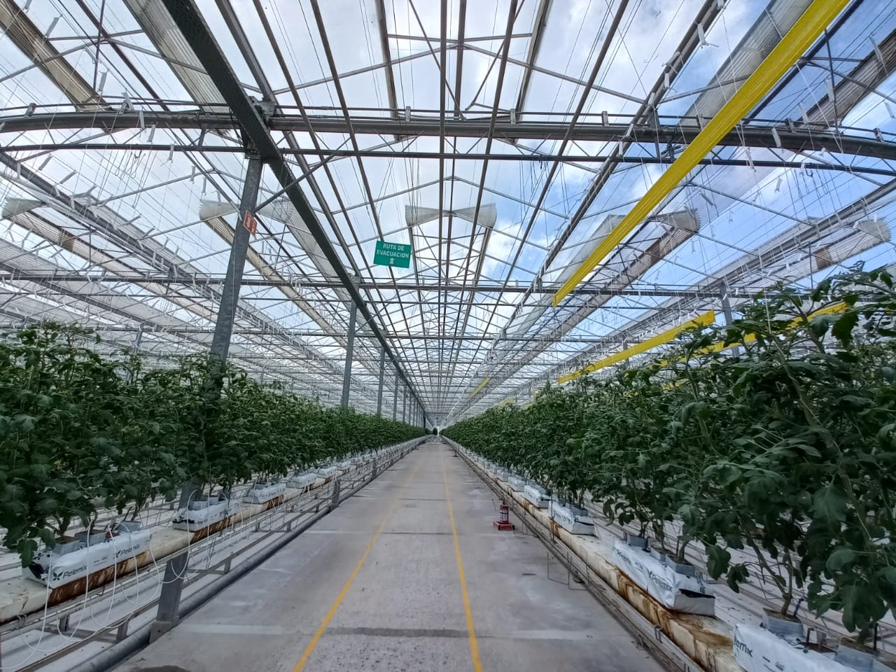 finka-8 wide greenhouse.jpeg