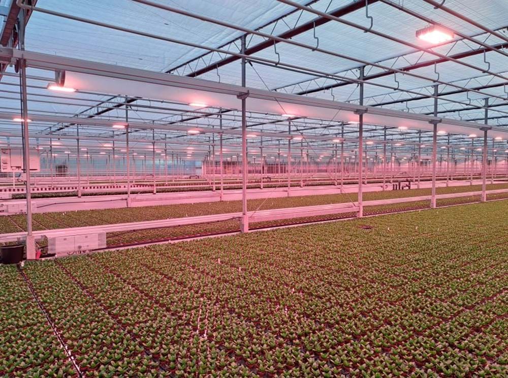 CS2026 KP Holland NL.jpg