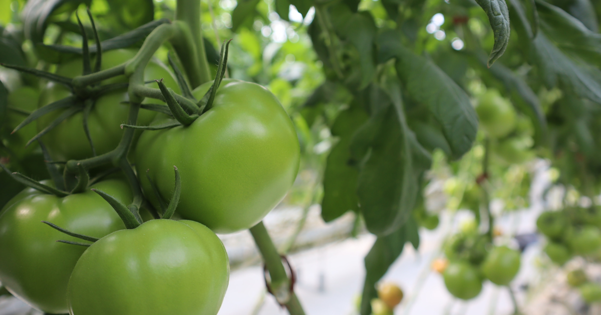 CS - Santo Domingo - Guanajuato - Mexico.png