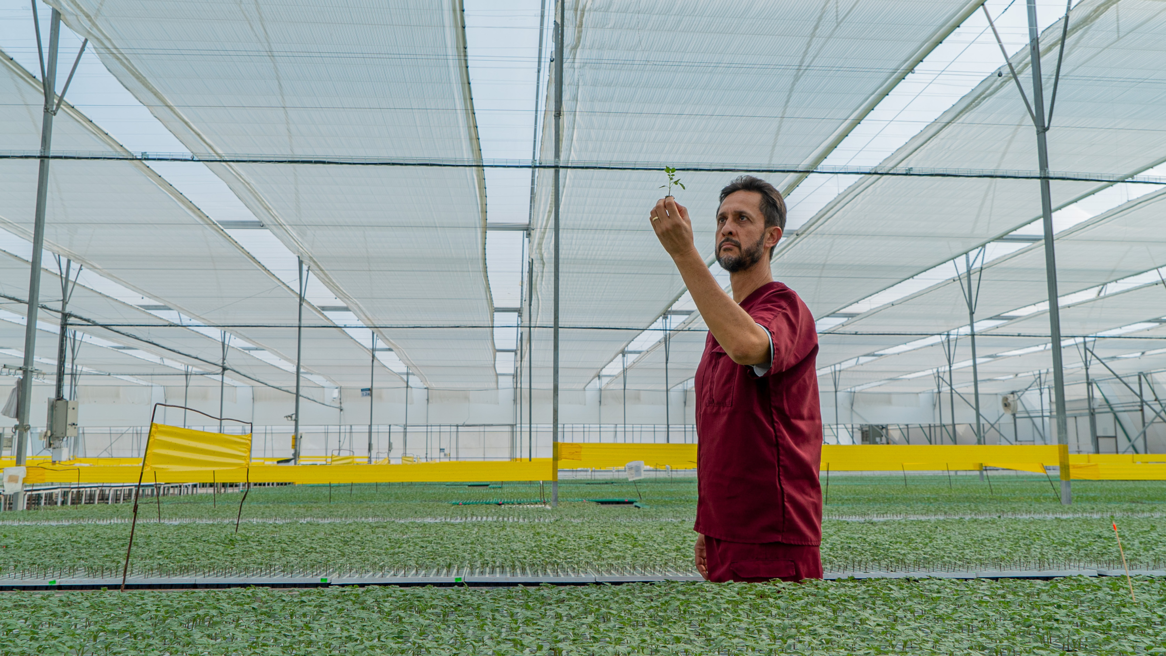 CS - Plantanova - PARperfect - Mexico - Pharis Rice - Double Screens.png