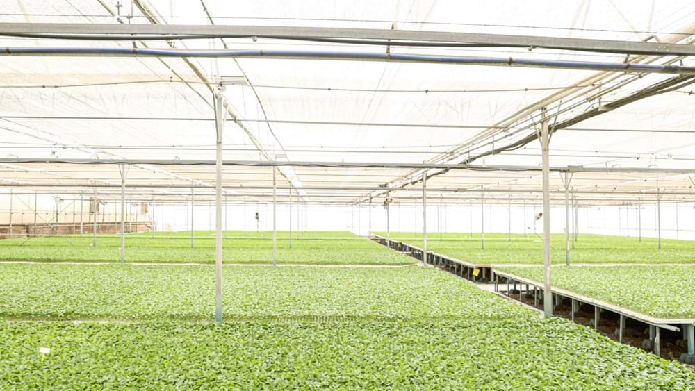 cs - monteplant - greenhouse seedlings.jpg