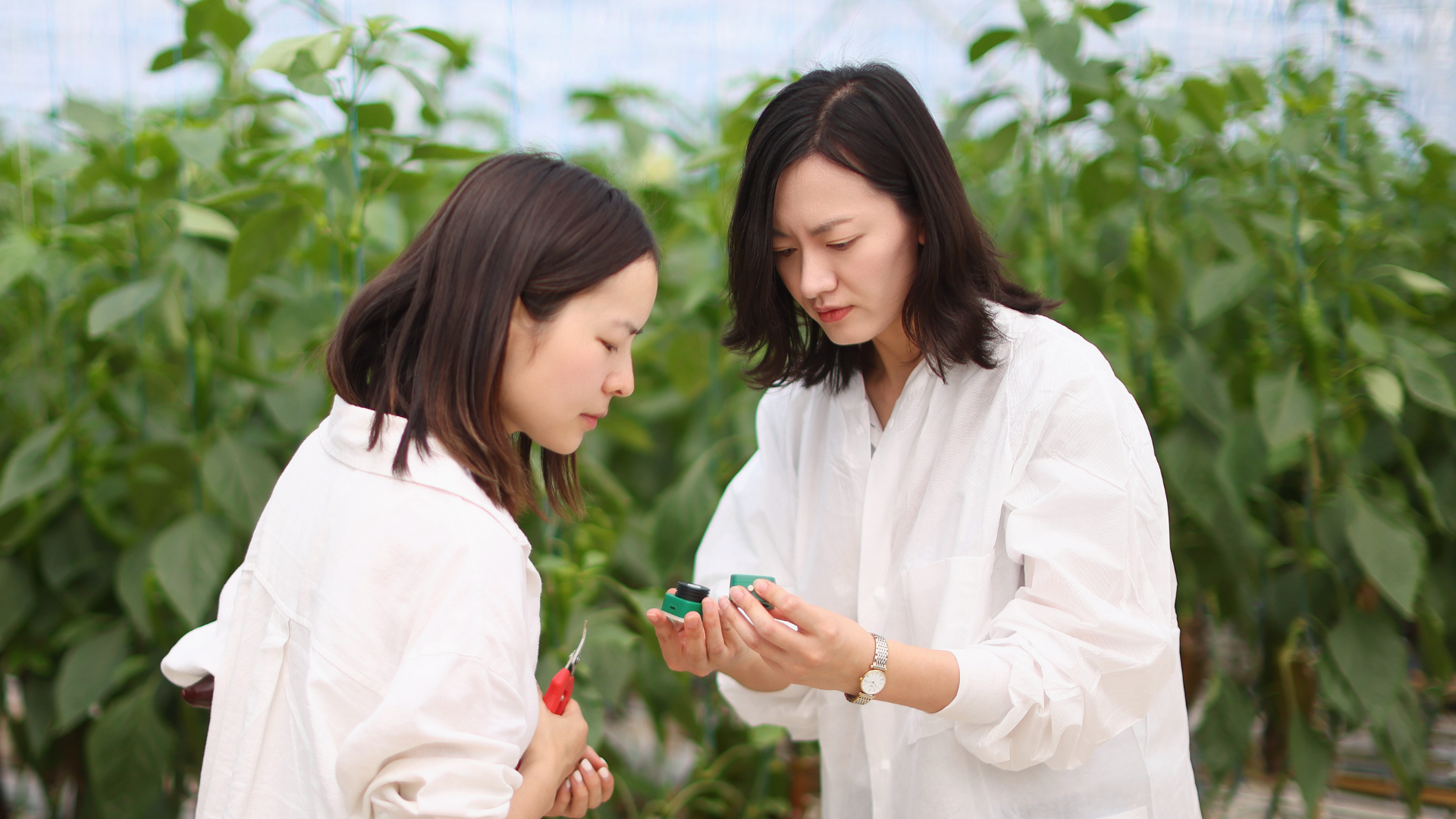 CS - Ying Ying and Grower - CN - Grower Stories Header.png