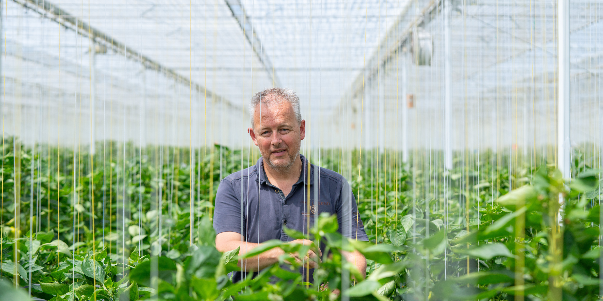 CS - 4Evergreen - Peppers - Luxous - Double Screens - Grower Photo - 2026 - Netherlands.png