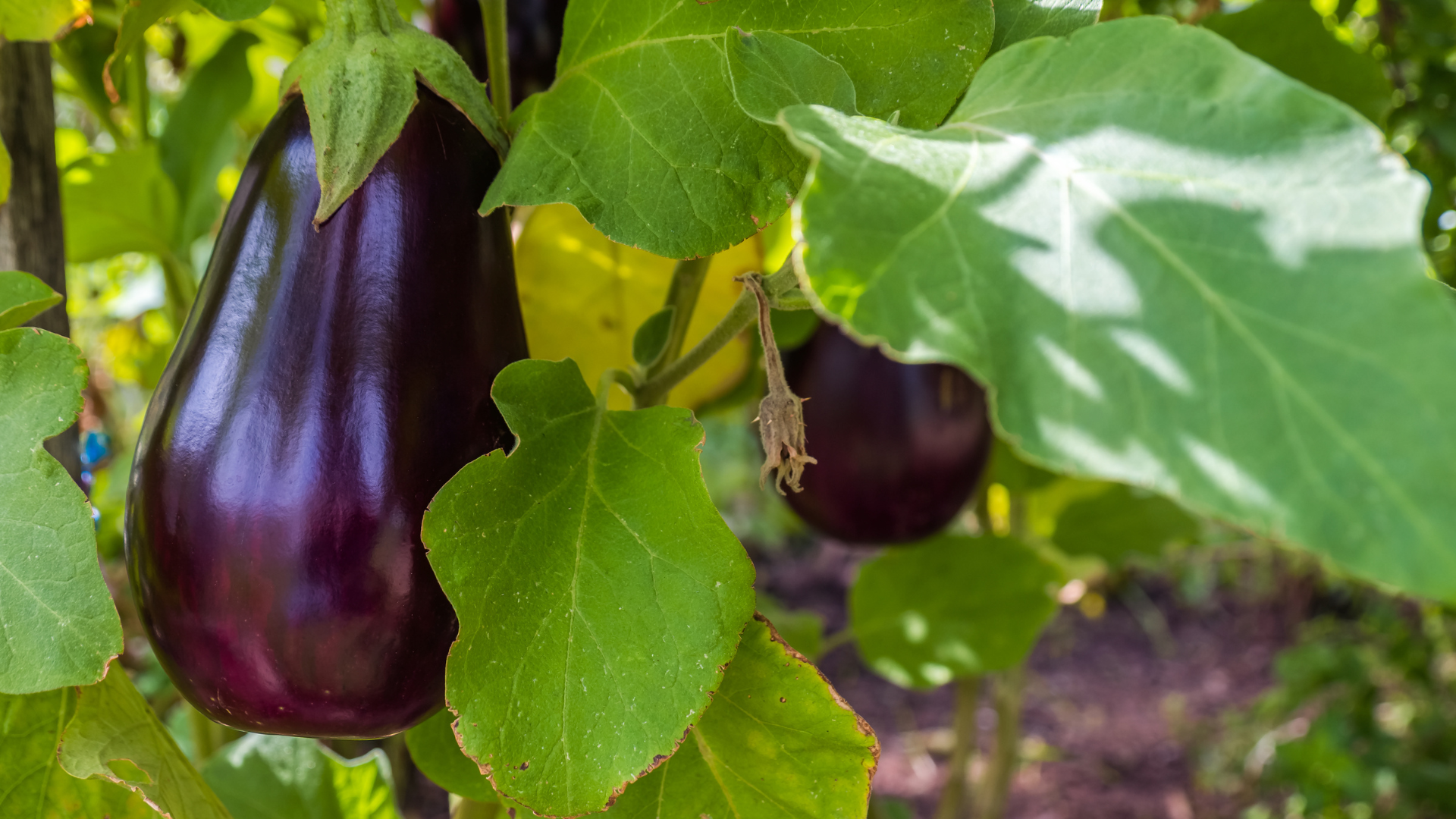 CS - Eggplant - Crop Pages.png