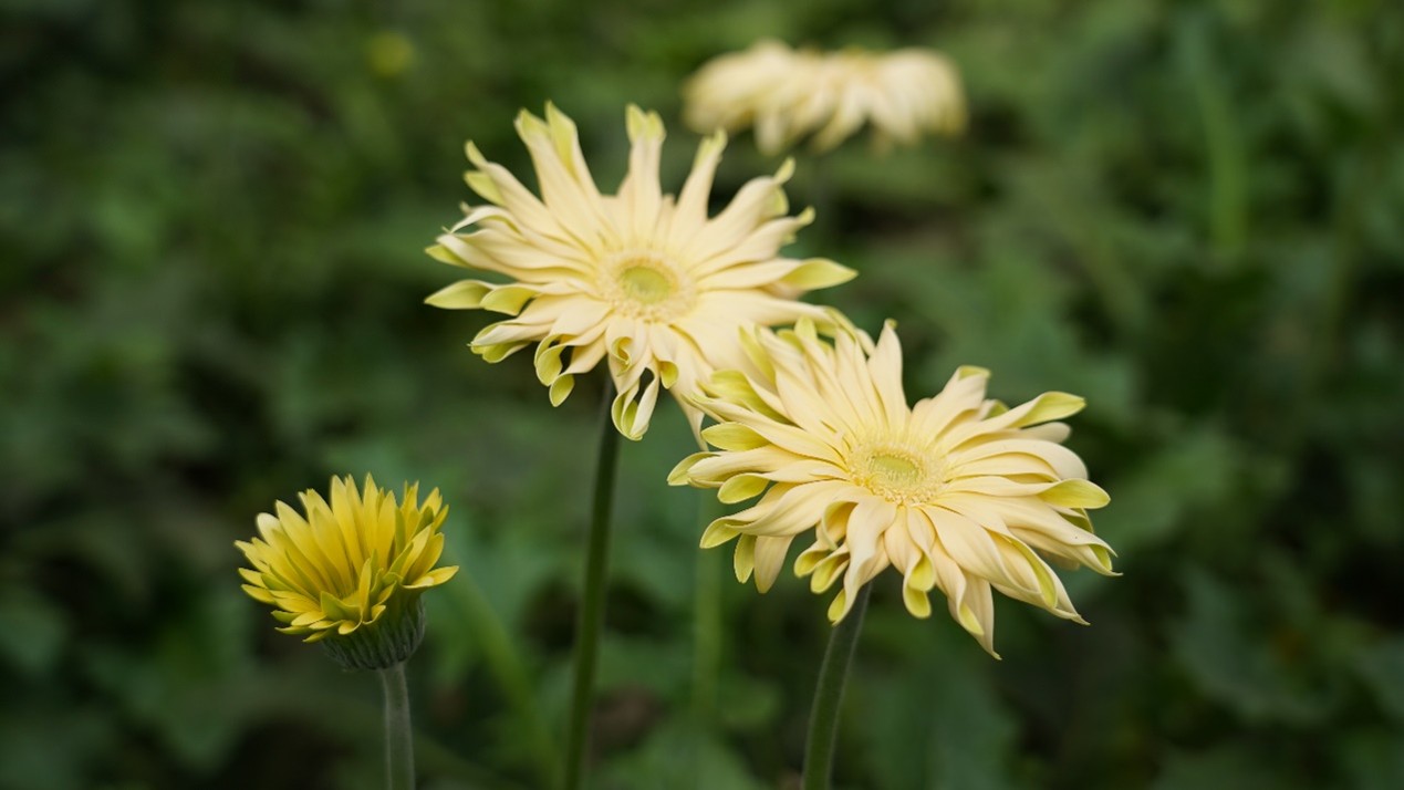 CS - Honghe Chuangsen - Yellow Gerbera - Flower Greenhouse