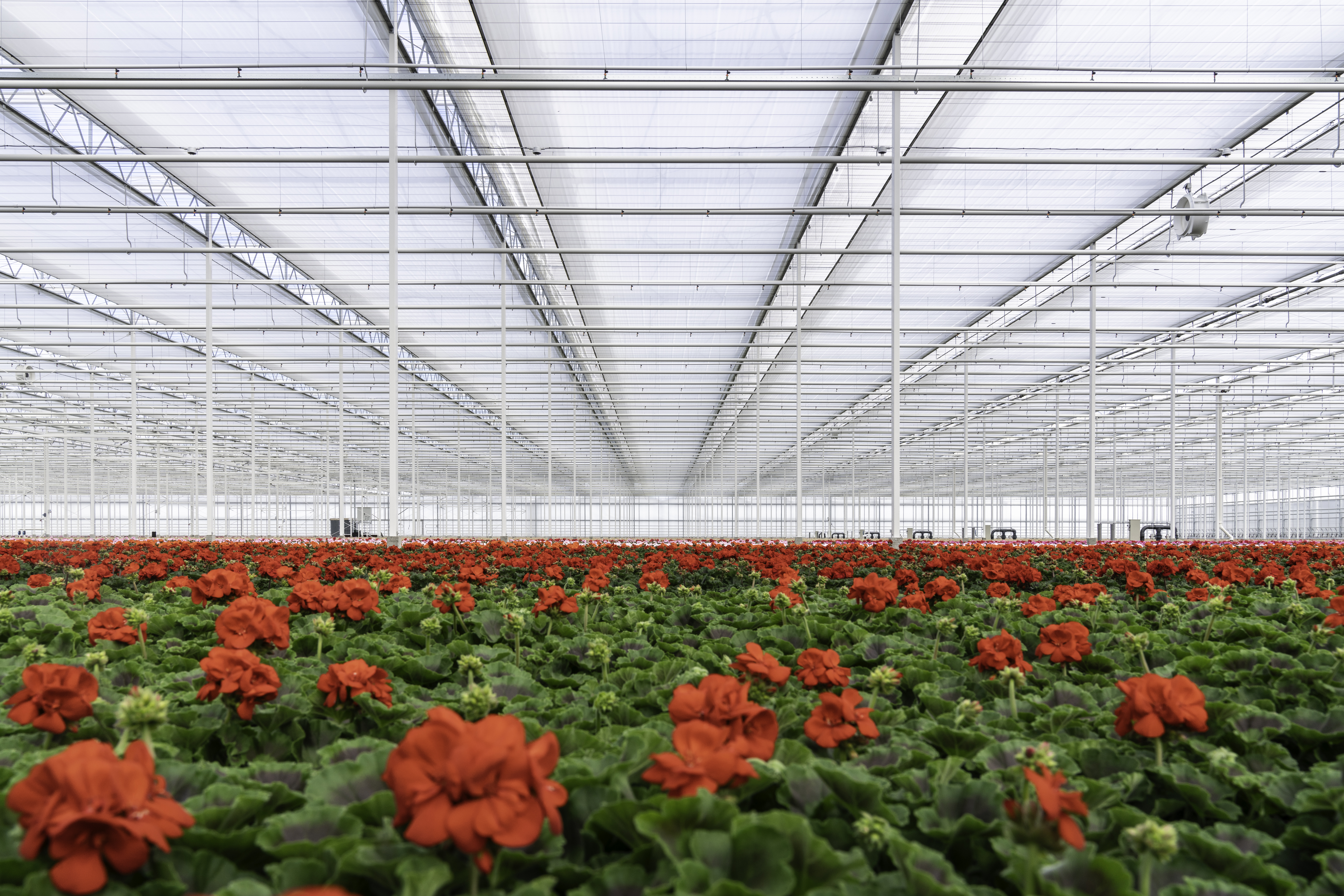 CS - PARperfect - Bergcamp - Red Flowers - Netherlands - High Tech Greenhouse