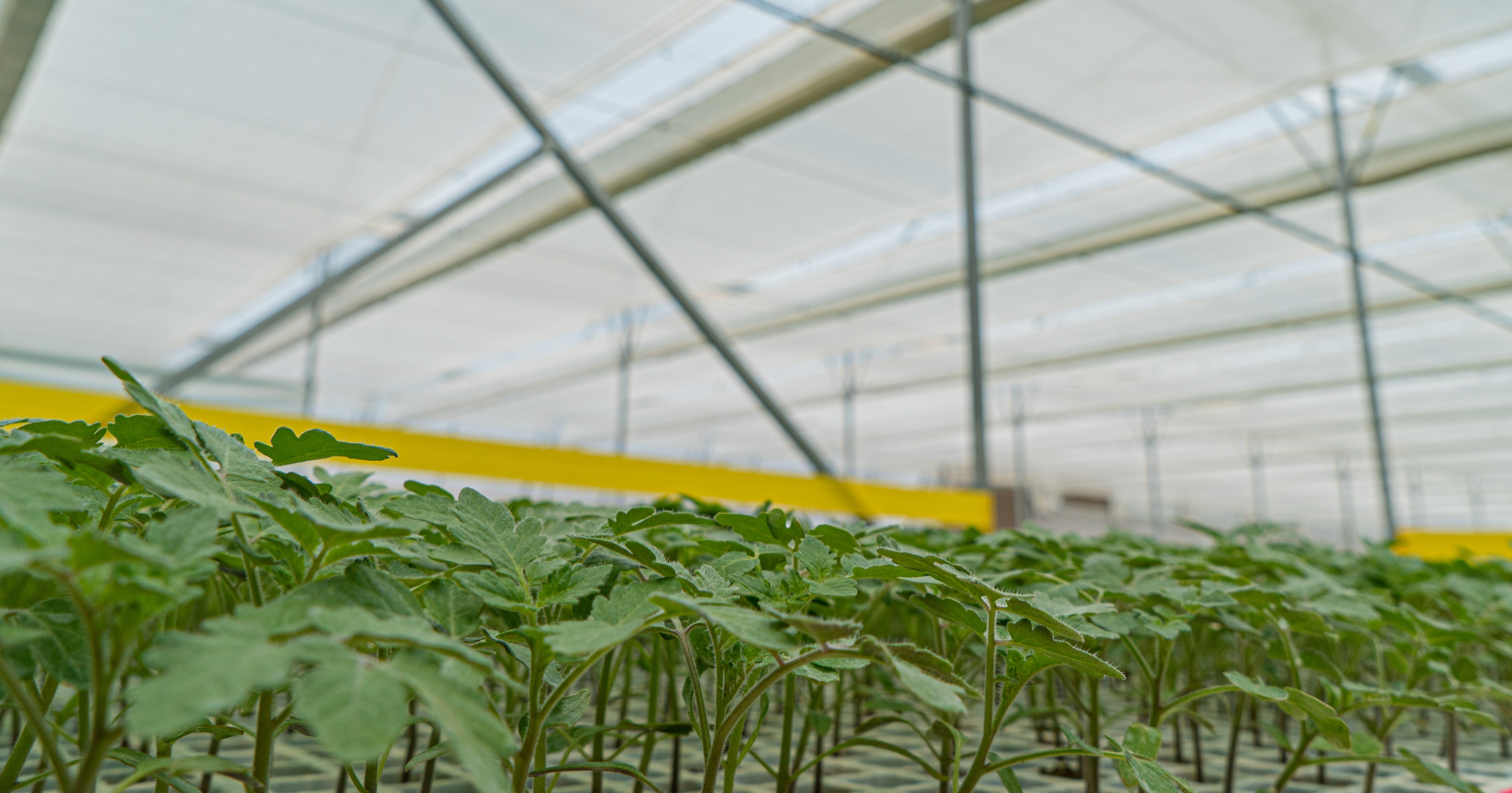 CS - Platanova - Jalisco - Mexico.png