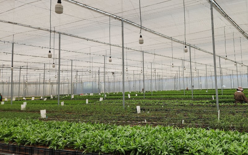 cs - darwin-colombia-3 - leafy greens.jpeg