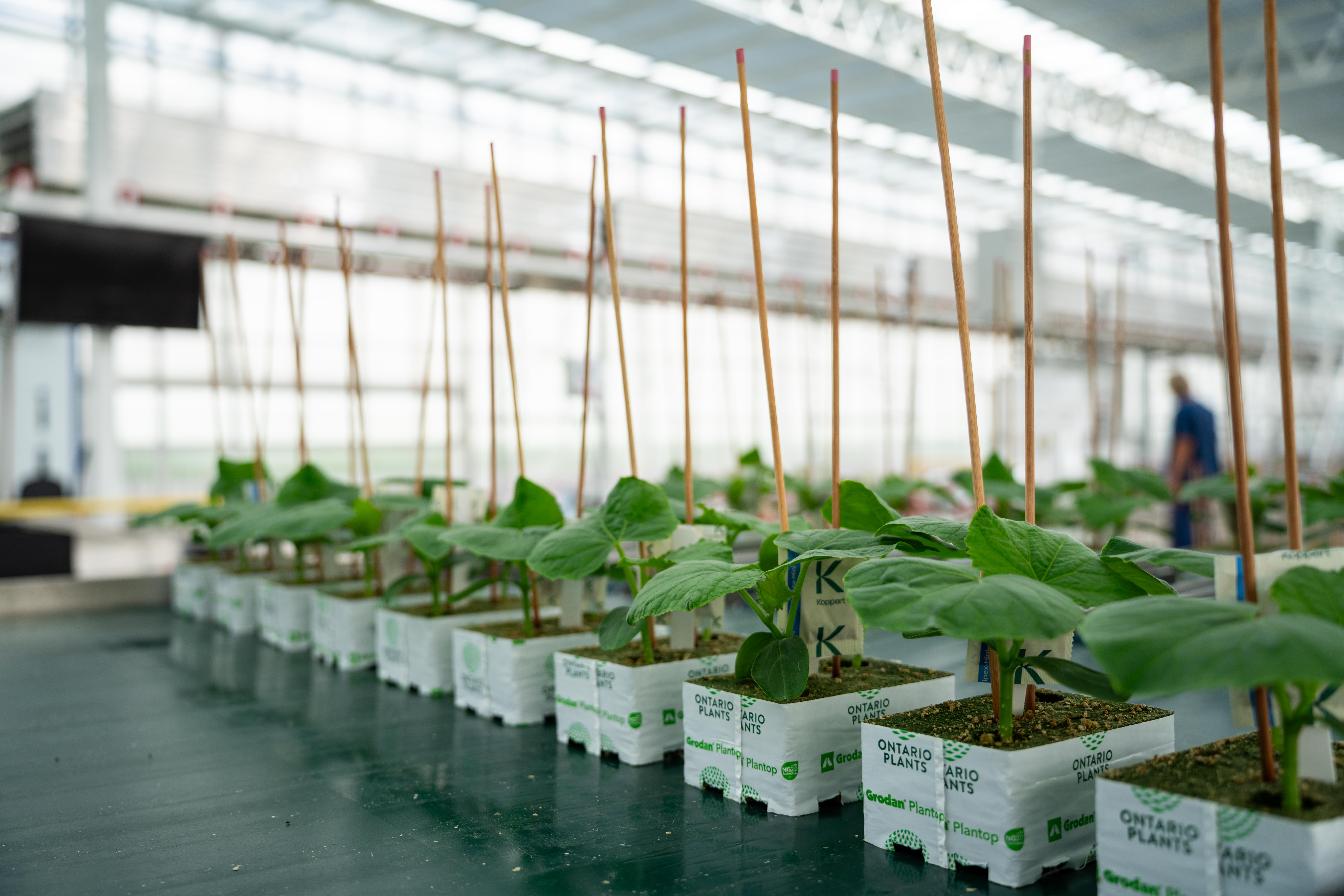 CS - Ontario Plants - Seedlings - Canada