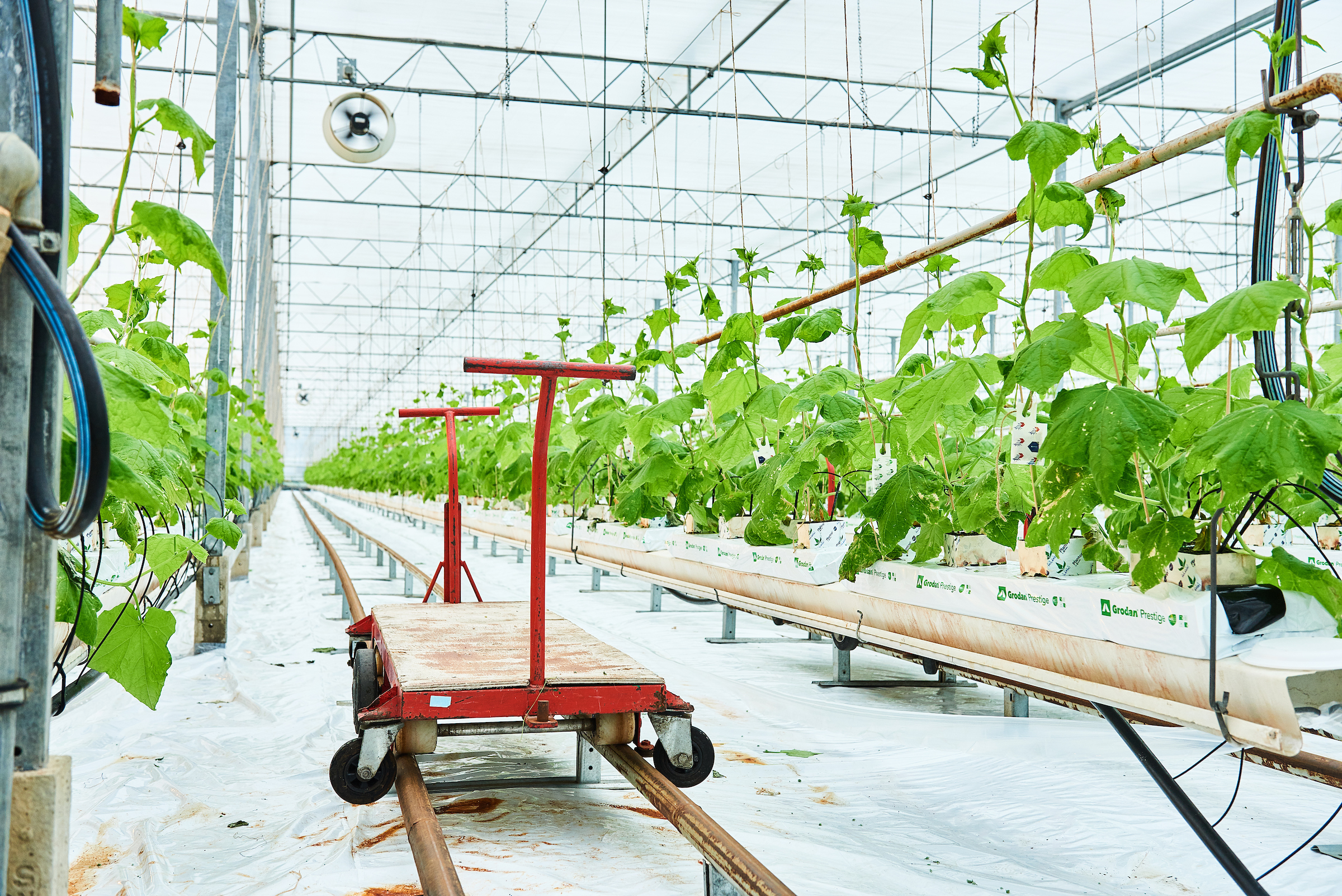 cs - 2021-koos-de-vries2.jpg