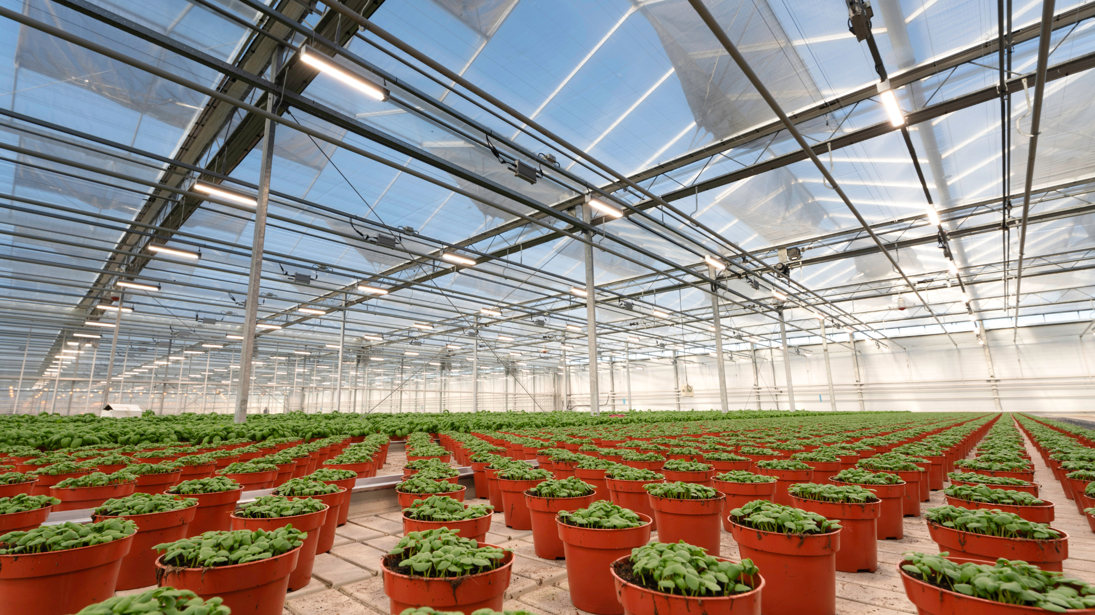 CS - Buysman Herbs - Luxous Eco - Netherlands - Basil.png